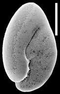 Image de Nonionella magnalingua Finlay 1940