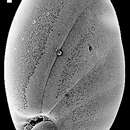 Image de Nonionella magnalingua Finlay 1940