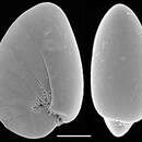 Слика од Nonionoides turgidus (Williamson 1858)