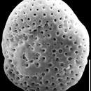 Sivun Svratkina australiensis (Chapman, Parr & Collins 1934) kuva