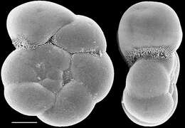 Image of Aubignyna perlucida (Heron-Allen & Earland 1913)