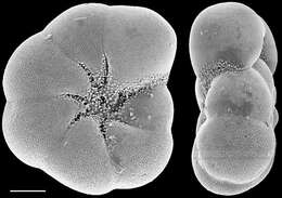 Image of Aubignyna perlucida (Heron-Allen & Earland 1913)