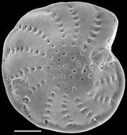 Image of Elphidium charlottense (Vella 1957)