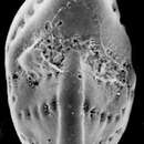 Image of Elphidium charlottense (Vella 1957)