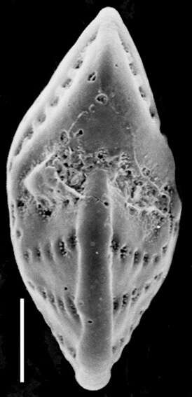Image of Elphidium charlottense (Vella 1957)