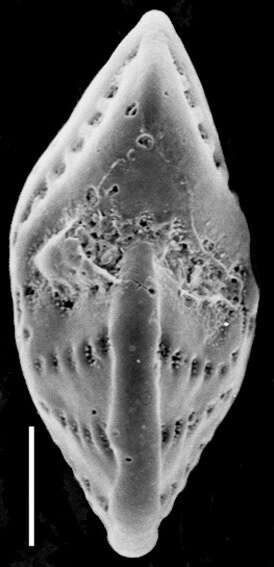 Plancia ëd Elphidium charlottense (Vella 1957)