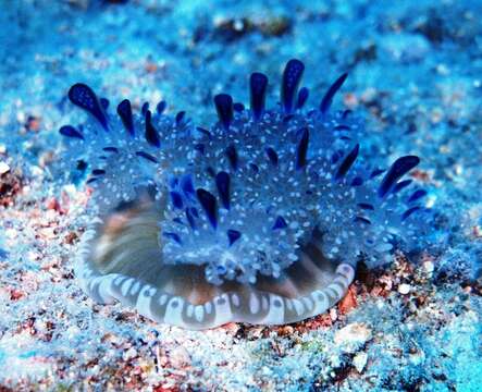 Image of Upside-down jellyfish