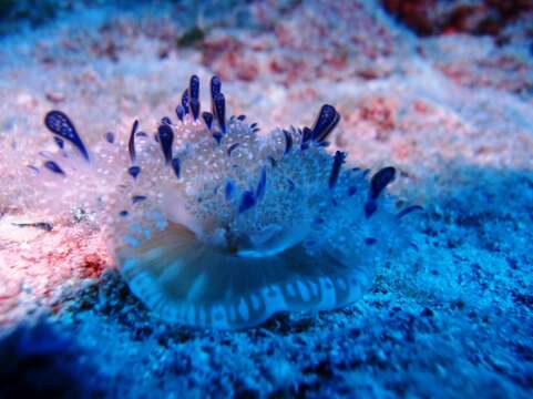 Image of Upside-down jellyfish