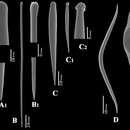 Image de Clathria (Clathria) hjorti (Arnesen 1920)