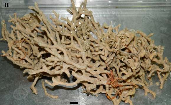 Image of Clathria (Clathria) coralloides (Scopoli 1772)