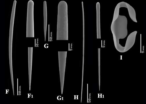 Image of Clathria (Clathria) coralloides (Scopoli 1772)