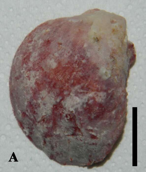 Image of Clathria (Microciona) ascensionis Van Soest, Beglinger & De Voogd 2013