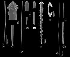 Image of Clathria subgen. Microciona Bowerbank 1862