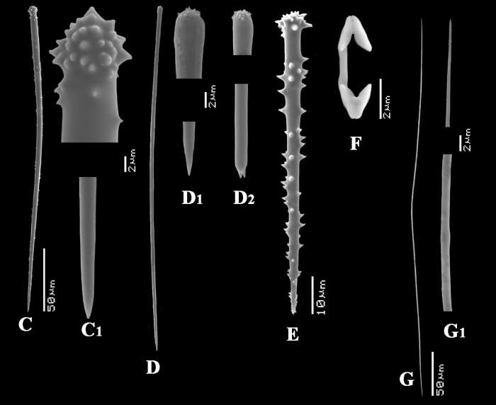 Image of Clathria subgen. Microciona Bowerbank 1862
