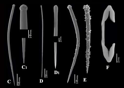 Image of Clathria (Microciona) atoxa Topsent 1928