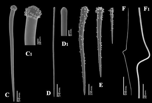 Imagem de Clathria (Microciona) aurea Van Soest, Beglinger & De Voogd 2013