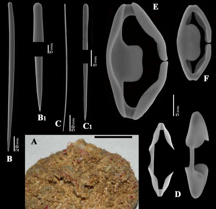 Image of Clathria (Microciona) bicleistochelifera Van Soest, Beglinger & De Voogd 2013
