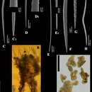 Image of Clathria (Microciona) boavistae Van Soest, Beglinger & De Voogd 2013