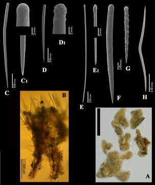 Image of Clathria (Microciona) boavistae Van Soest, Beglinger & De Voogd 2013