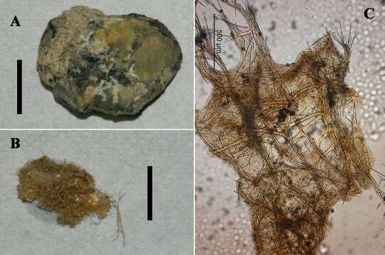 Image of Clathria (Microciona) calloides Van Soest, Beglinger & De Voogd 2013