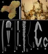 Image of Clathria (Microciona) capverdensis Van Soest, Beglinger & De Voogd 2013