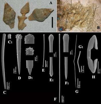 Image of Clathria (Microciona) conchicola Van Soest, Beglinger & De Voogd 2013