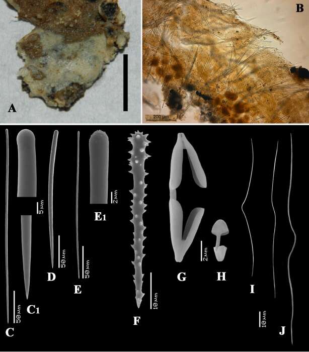 Image of Clathria (Microciona) gorgadensis Van Soest, Beglinger & De Voogd 2013