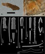 Image of Clathria (Thalysias) minutoides Van Soest, Beglinger & De Voogd 2013