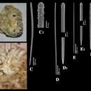 Image of Clathria (Thalysias) vacata Van Soest, Beglinger & De Voogd 2013