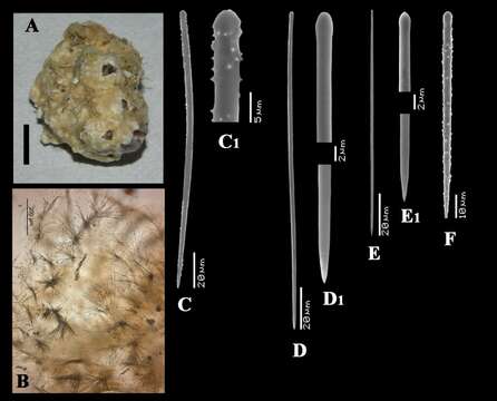 Image of Clathria (Thalysias) vacata Van Soest, Beglinger & De Voogd 2013