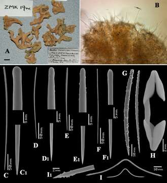 Sivun Antho (Antho) atlantidae Van Soest, Beglinger & De Voogd 2013 kuva