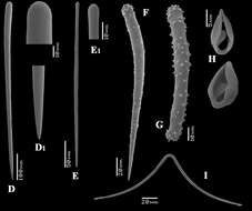 Image of Antho (Acarnia) signata (Topsent 1904)