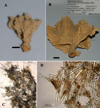 Image of Antho (Plocamia) erecta (Ferrer Hernández 1923)