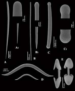 Image of Antho (Plocamia) erecta (Ferrer Hernández 1923)