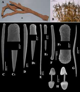 Image of Antho (Plocamia) hallezi (Topsent 1904)