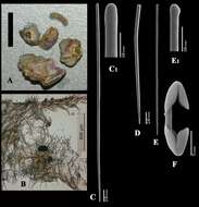 Image de Artemisina incrustans Van Soest, Beglinger & De Voogd 2013