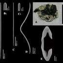 Image de Artemisina melanoides Van Soest, Beglinger & De Voogd 2013