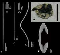 Image of Artemisina melanoides Van Soest, Beglinger & De Voogd 2013