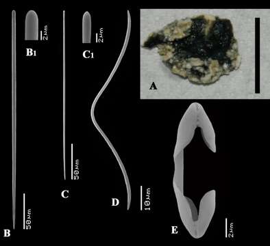 Image de Artemisina melanoides Van Soest, Beglinger & De Voogd 2013