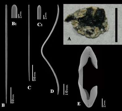 Sivun Artemisina melanoides Van Soest, Beglinger & De Voogd 2013 kuva