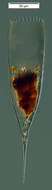 Image of Parafavella elegans (Ostenfeld 1899)