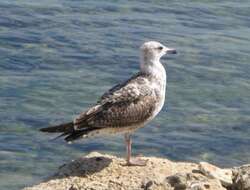 Image of Caspian Gull