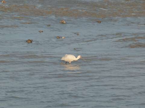 Image of spoonbill, eurasian spoonbill