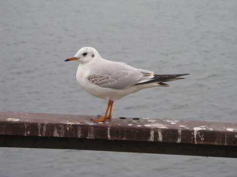 Image of Black-headed gull