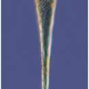 Image of Rhabdonella conica Kofoid & Campbell 1929