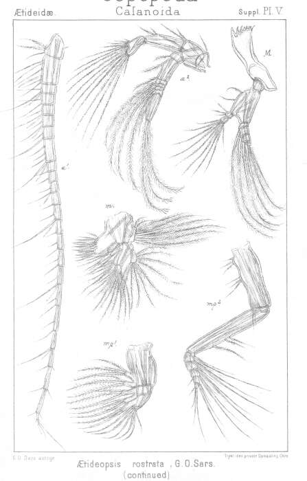 Image de Aetideopsis rostrata Sars G. O. 1903