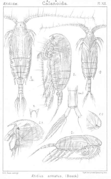 Слика од Aetideus armatus (Boeck 1872)