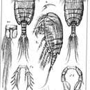 Image of Paramisophria cluthae Scott T. 1897