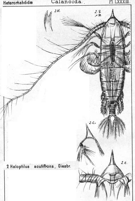 Image of Haloptilus acutifrons (Giesbrecht 1893)