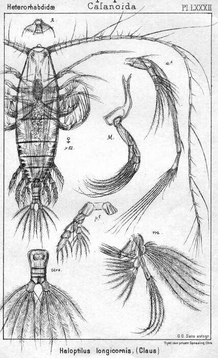 Image of Haloptilus longicornis (Claus 1863)